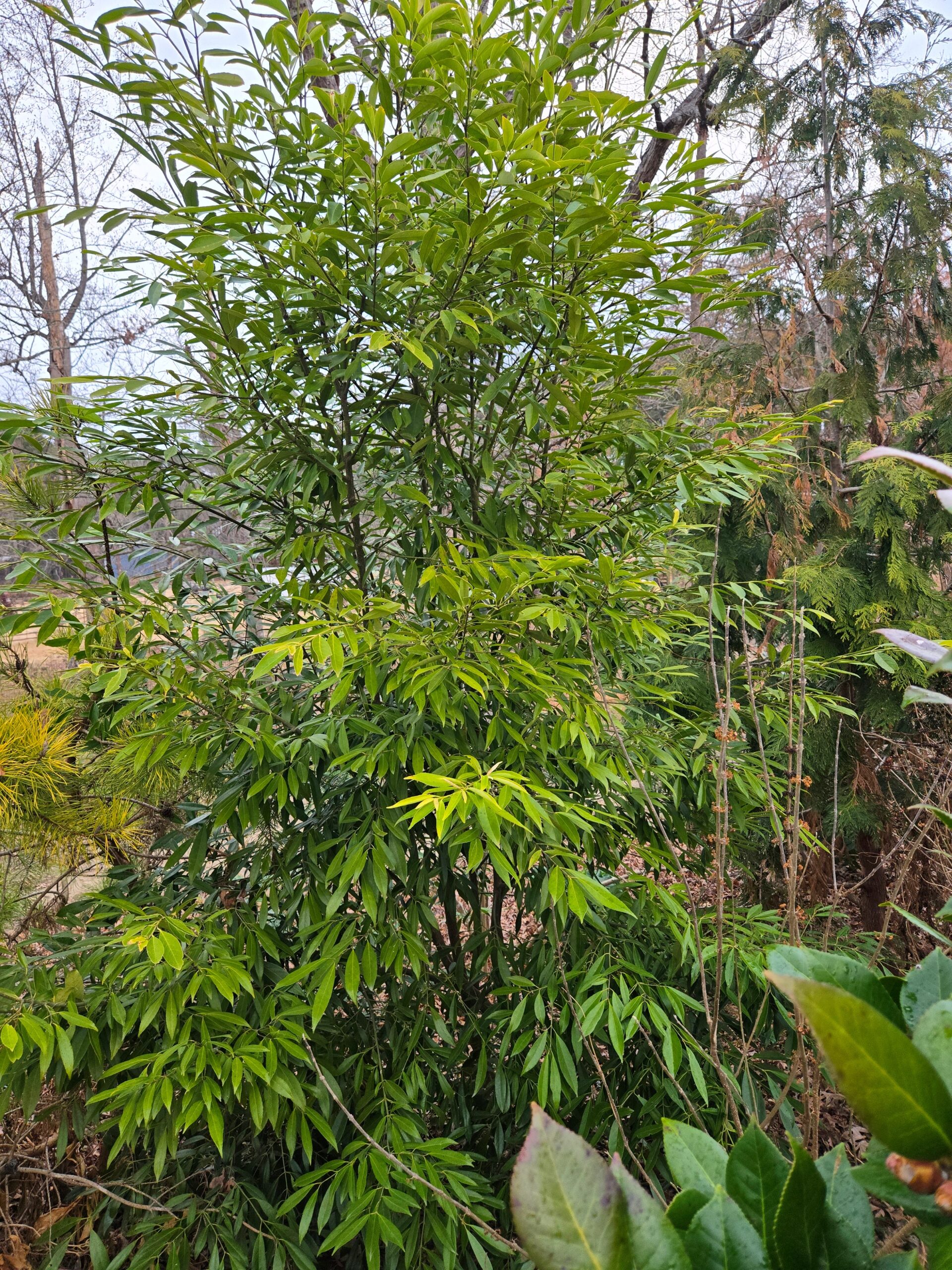Euonymus nombreuses fleurs - Genévrier du niveau du jardin botanique