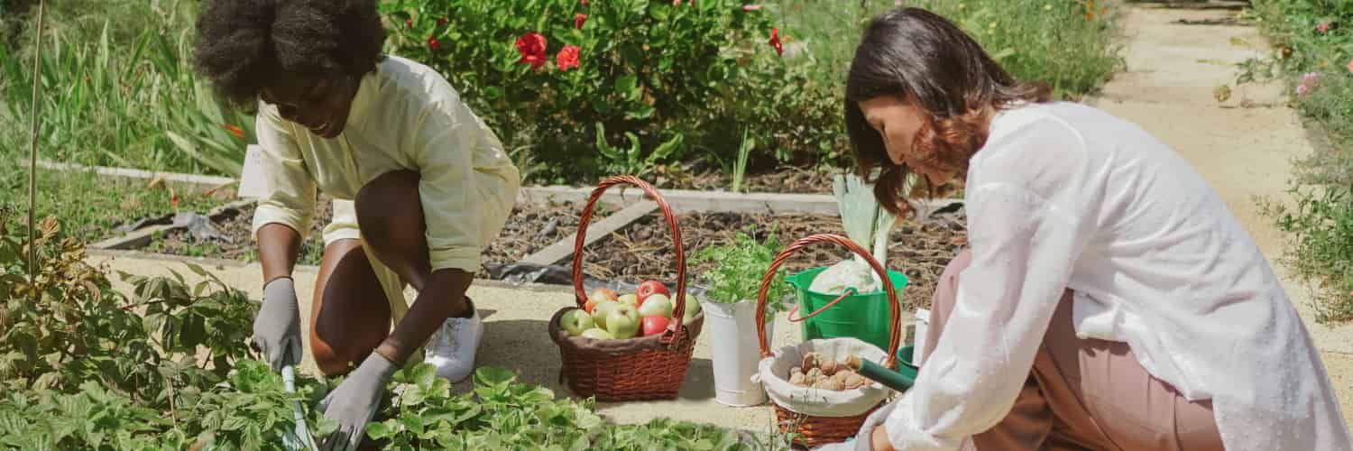 Les jardins urbains pourraient être des armes secrètes pour renforcer la biodiversité urbaine